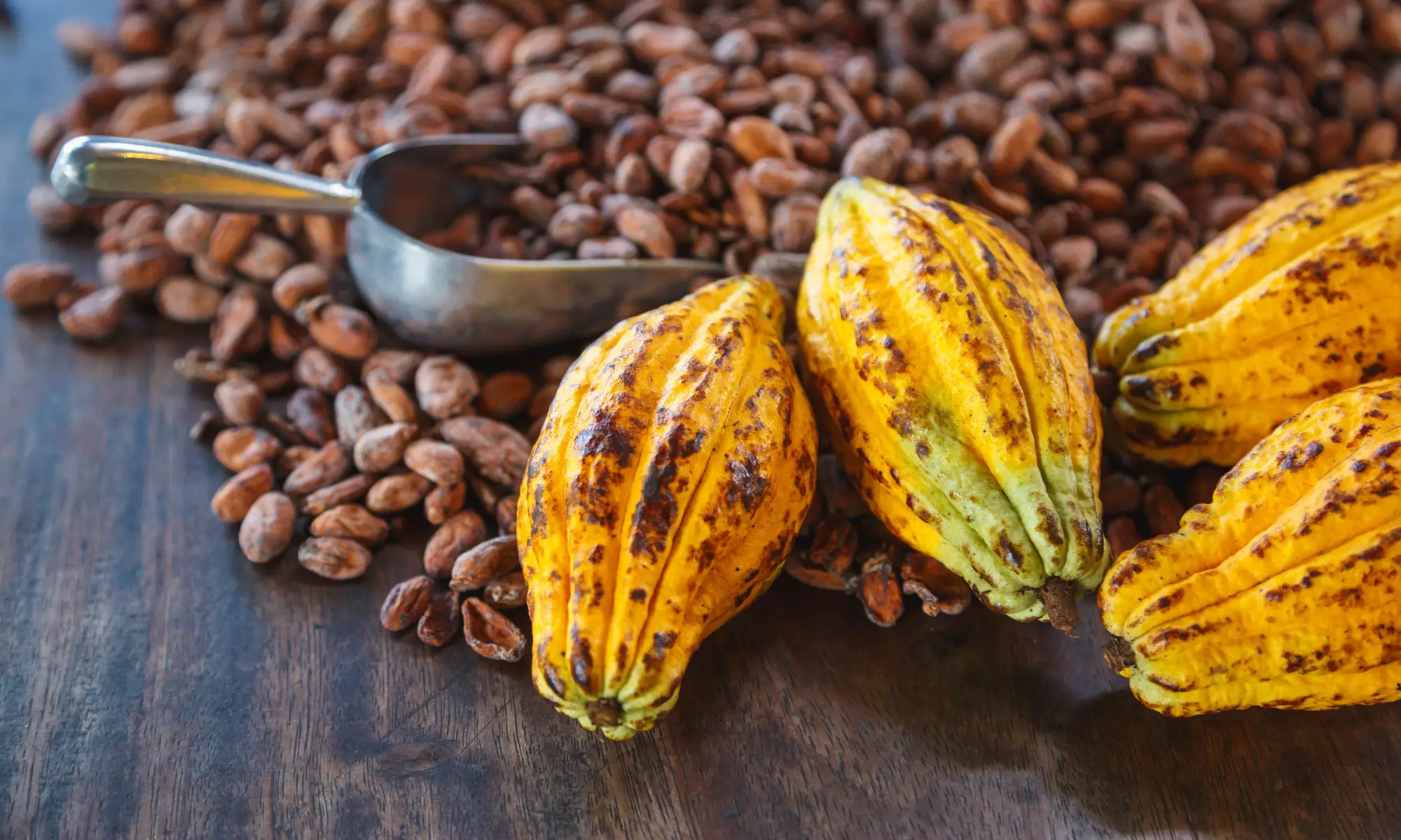 Premium Cocoa and Chocolate Products