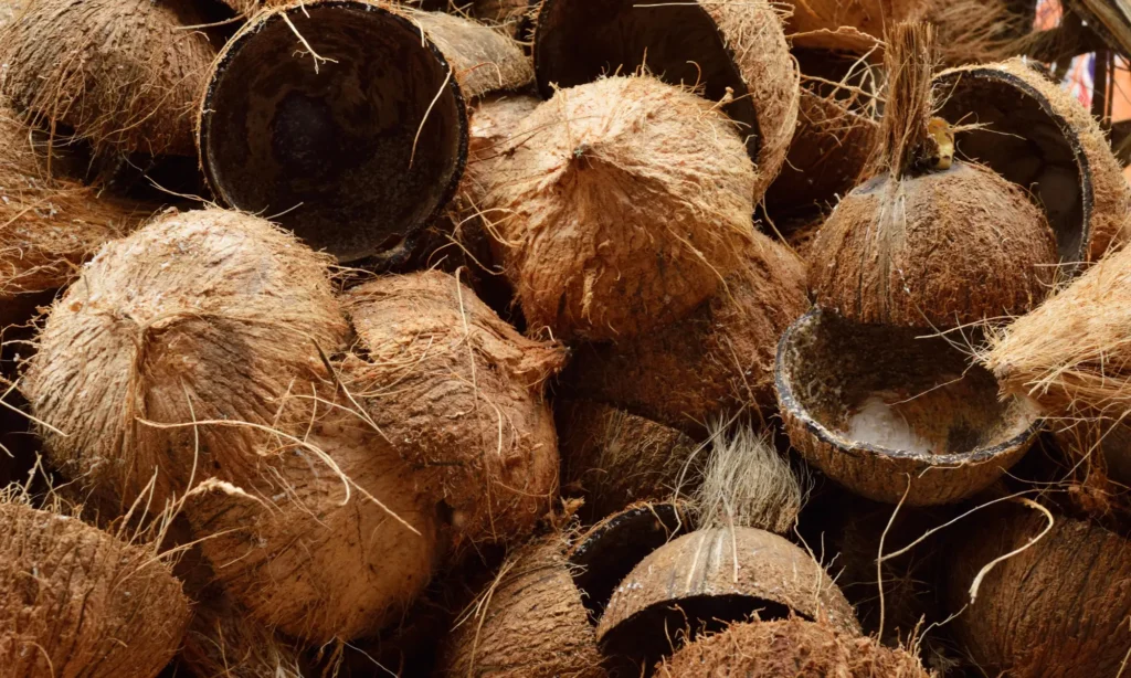 Coconut 1
