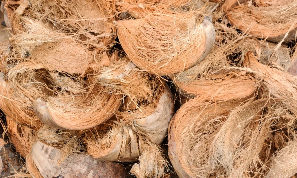 Coconut 2