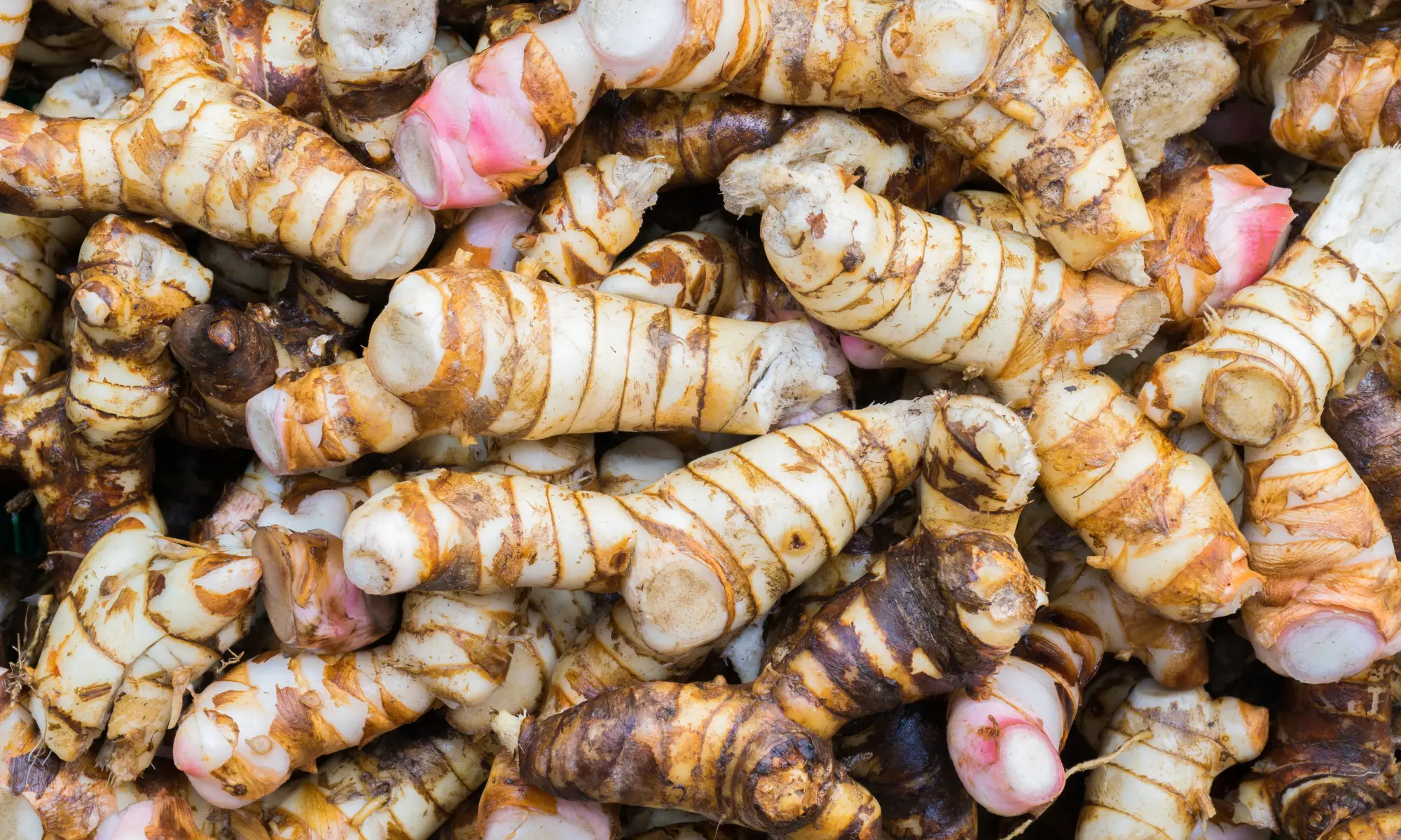 Galangal