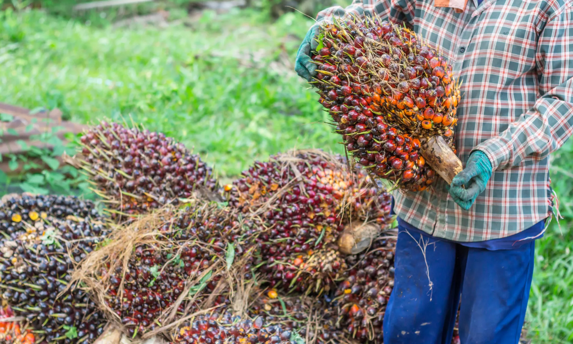 Palm Oil