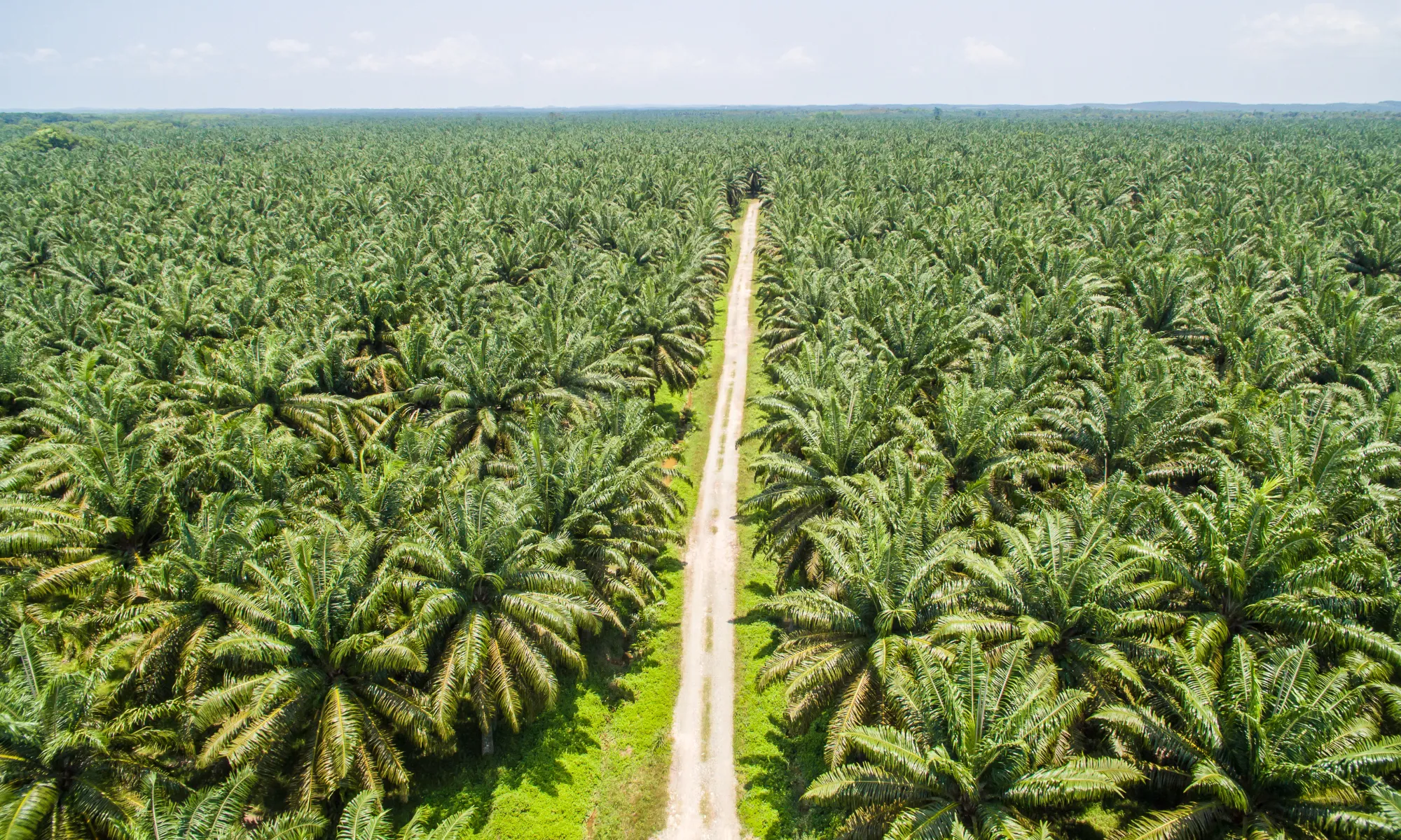 palm oil 2 Palm Oil and derivatives