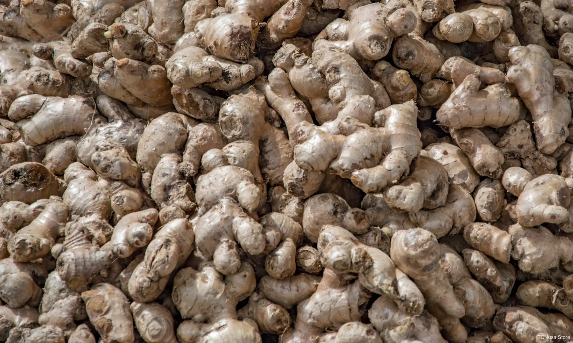 Ginger
